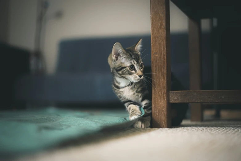 a kitten standing at the top of a table