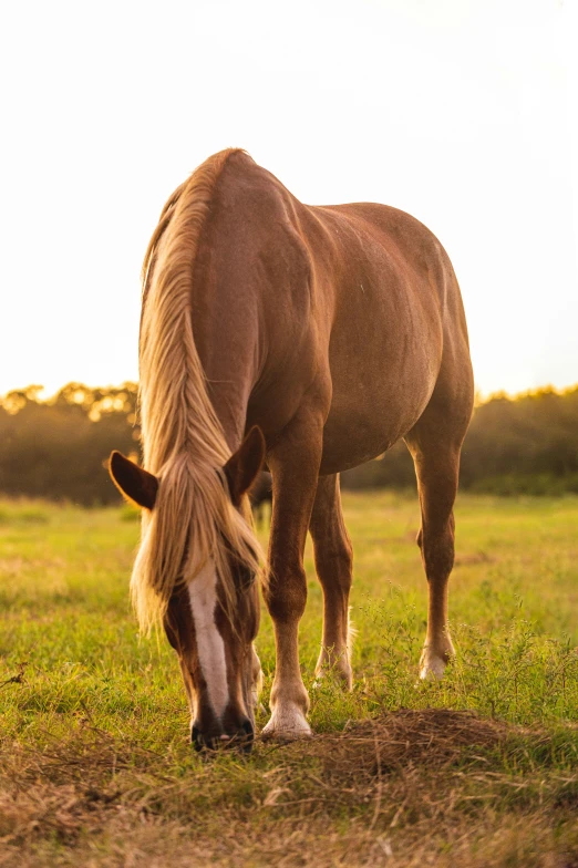 a brown horse standing on top of a green field