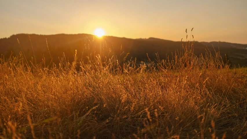 some bushes are next to a hill with the sun in it