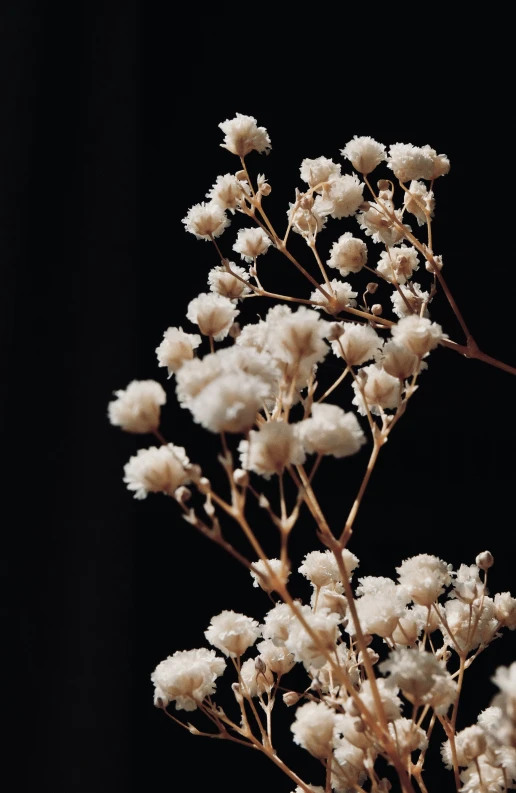 a bunch of white flowers against a black background