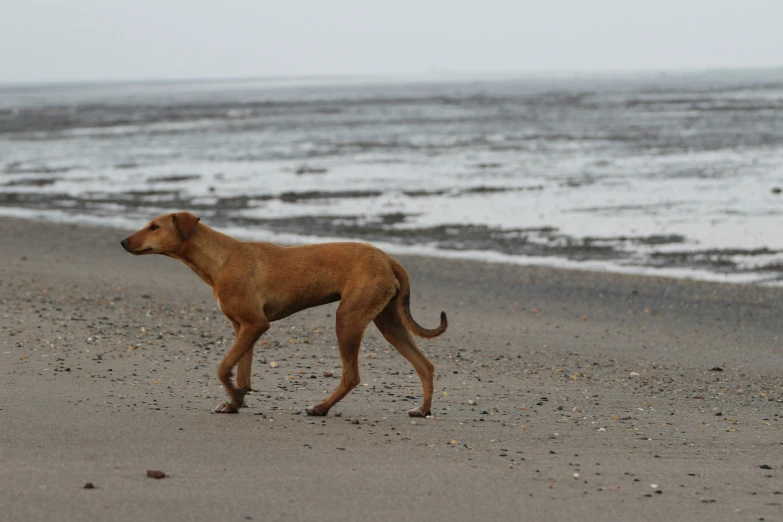 brown dog running on beach with ocean in background