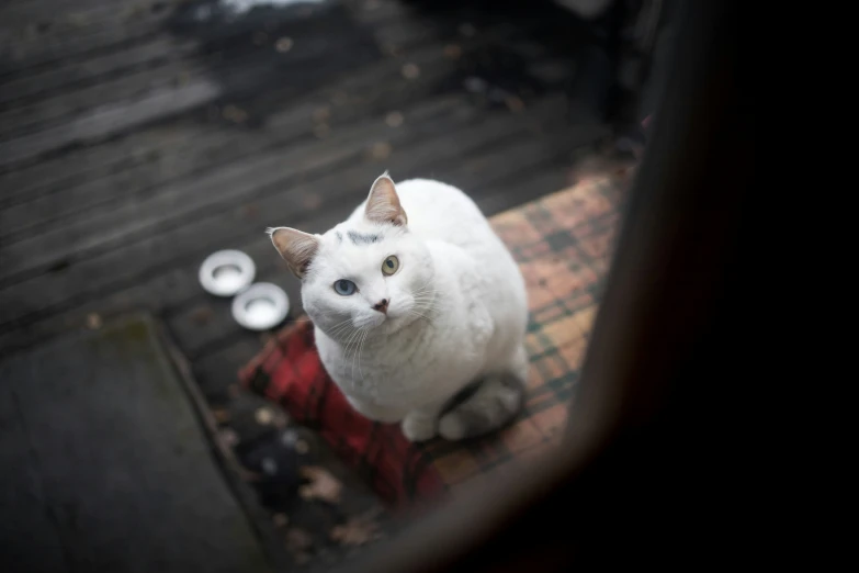 a white cat sitting on top of a rug