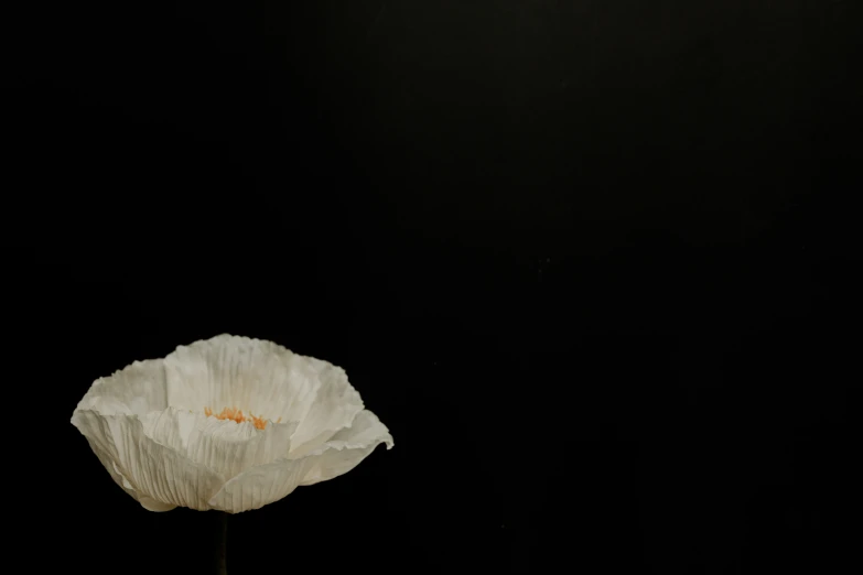a large white flower standing tall on a dark background