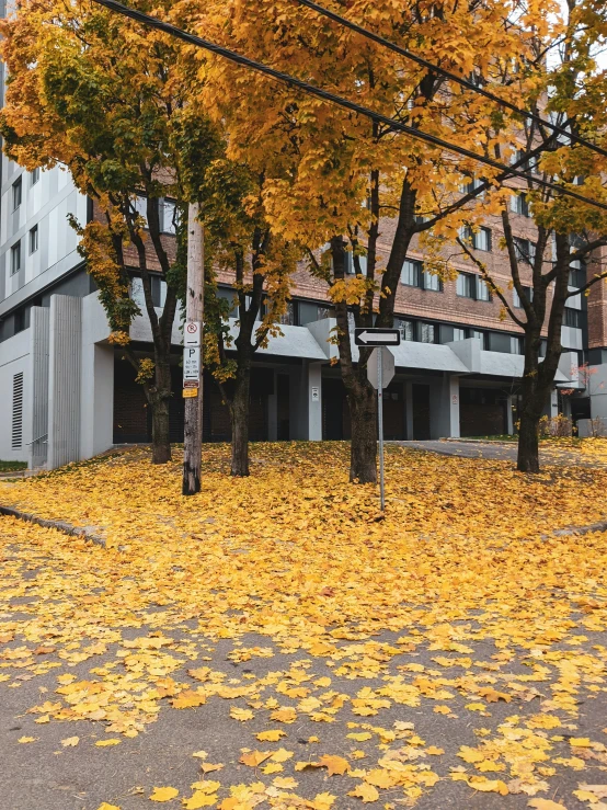 a tree covered with autumn leaves next to a building