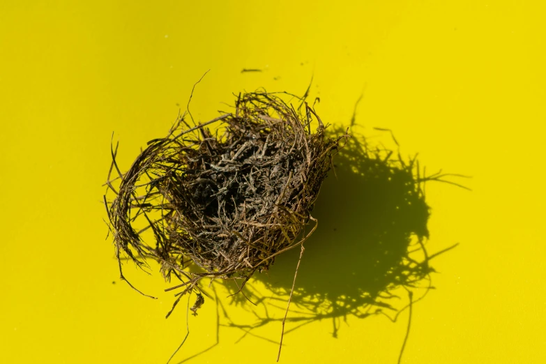 a small nest with three birds nests in it