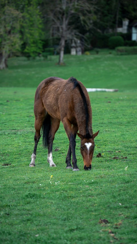 a brown horse is grazing on grass in the pasture