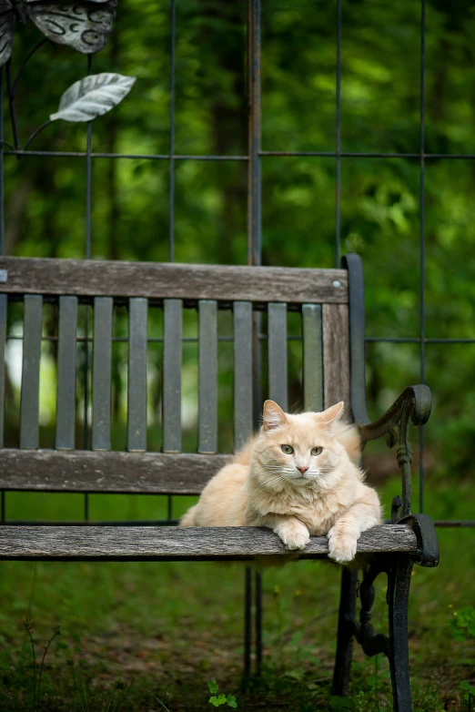 cat relaxing on wooden park bench near bird feeder