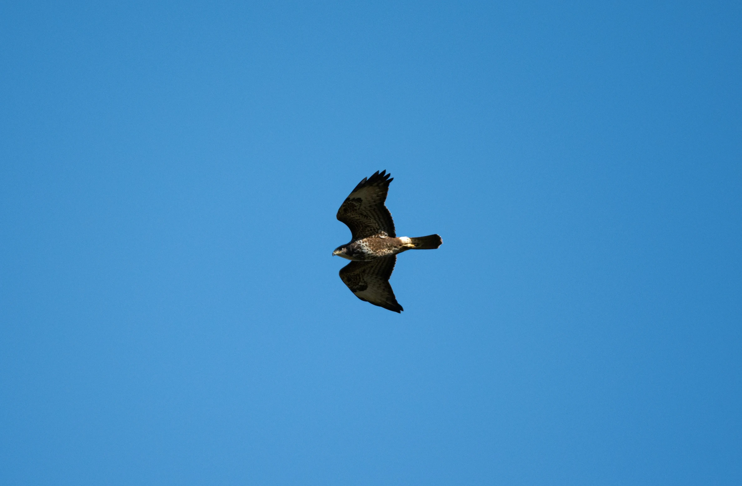 a large bird flying in the sky on a clear day