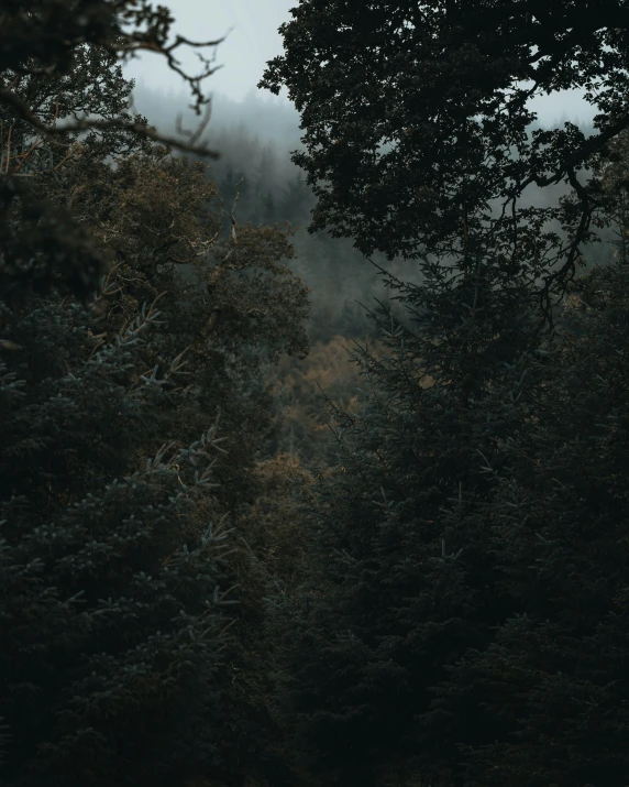 some trees in the fog as seen through the bushes