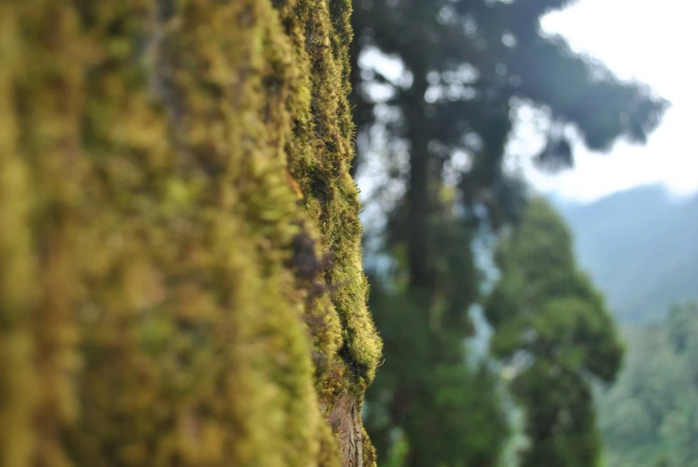 moss covered wall next to some trees in a forest