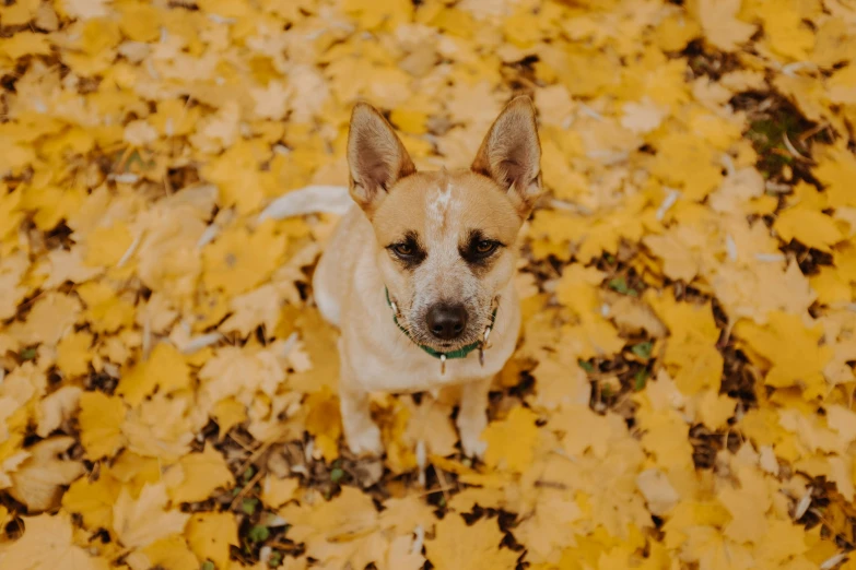 a small brown and white dog standing in a pile of leaves