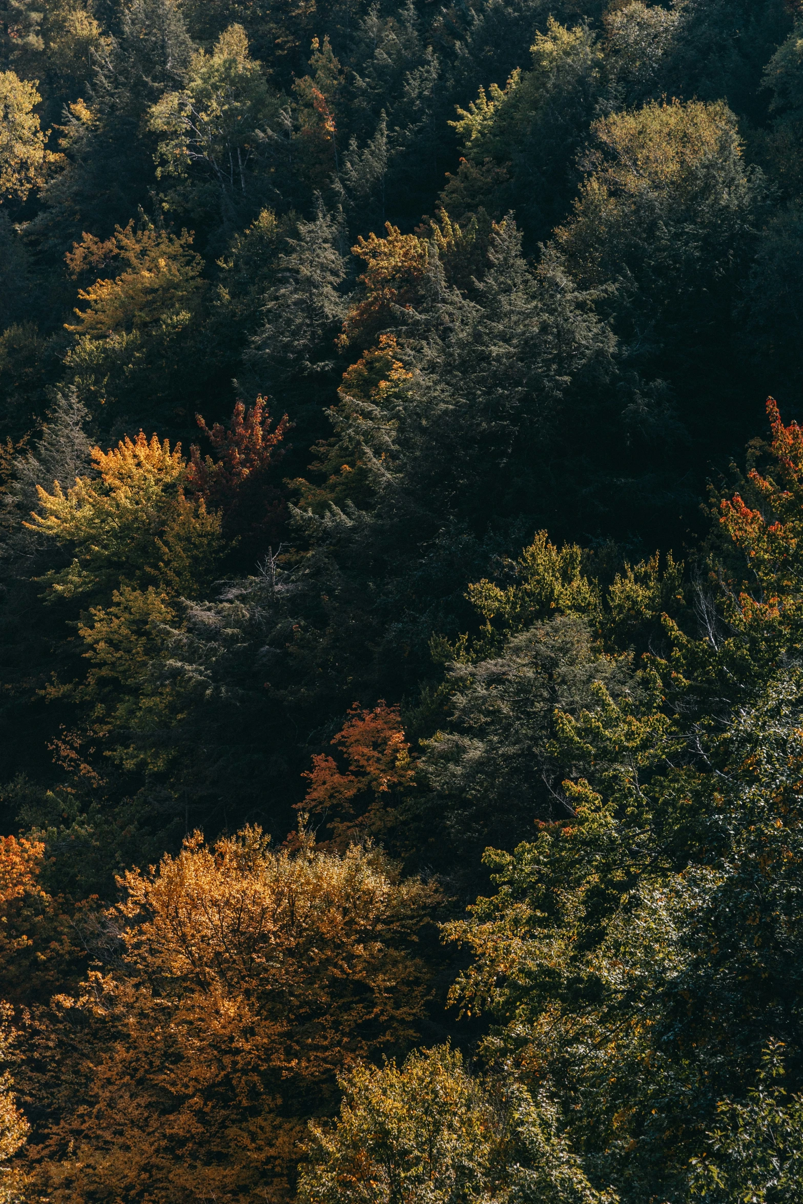 an animal is standing on a grassy field with a forest in the background