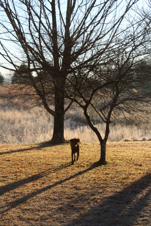 there is a brown cow in the grass