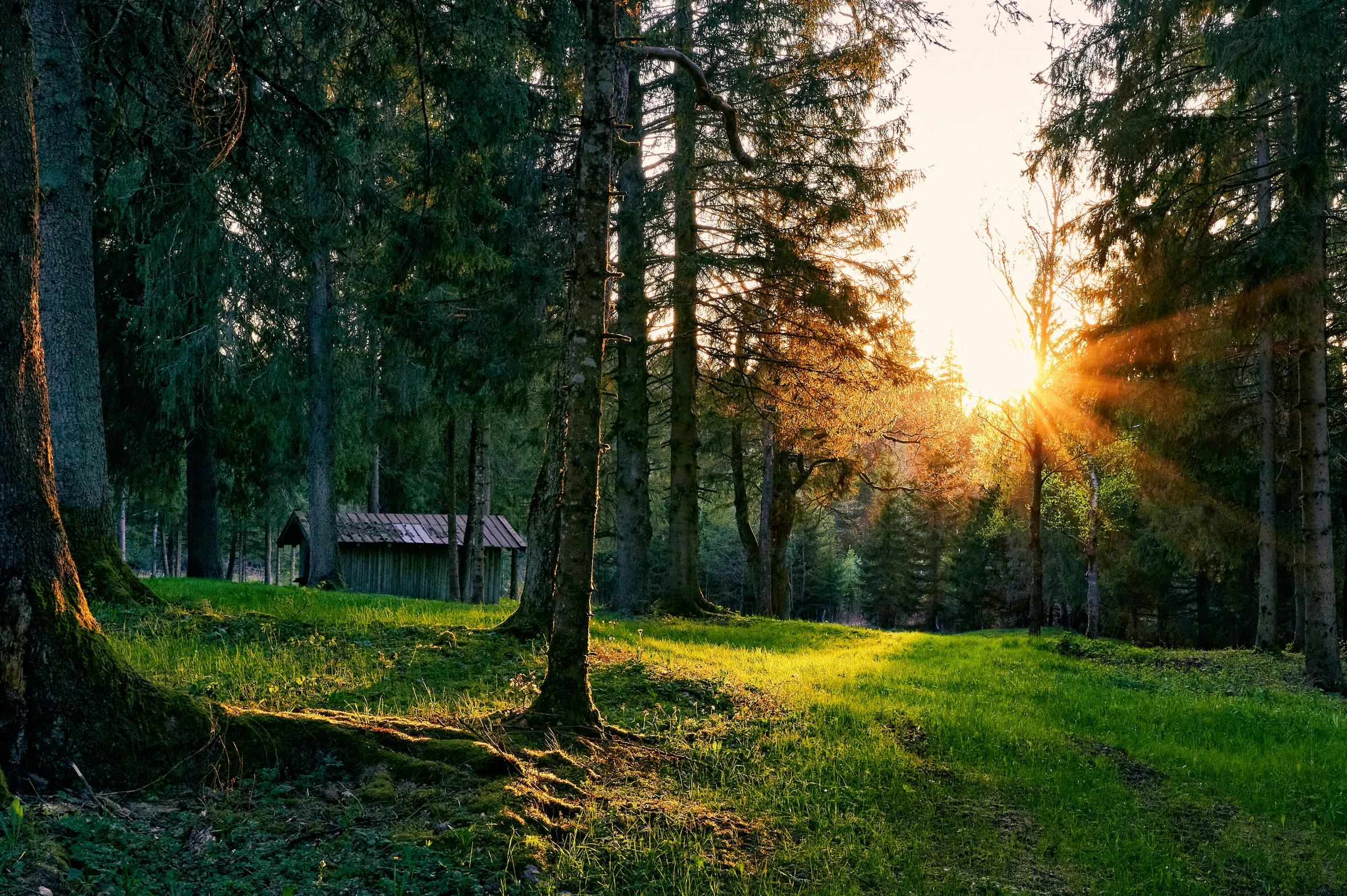 the sun shining through the trees in the forest