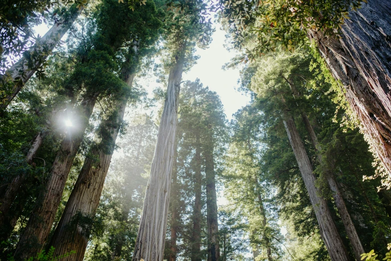 the sun is peaking through a forest on a sunny day