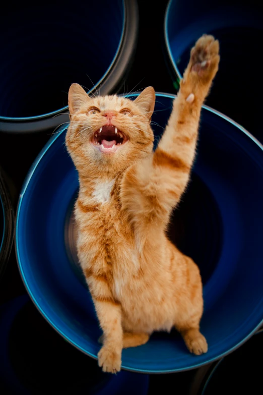 an orange tabby cat sitting on its hind legs in front of blue bowls