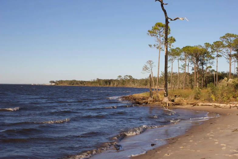 a beach with waves rolling in and trees in the distance