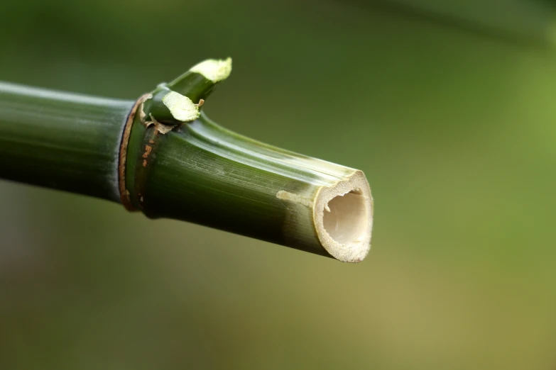 a green stalk with a bug crawling on it