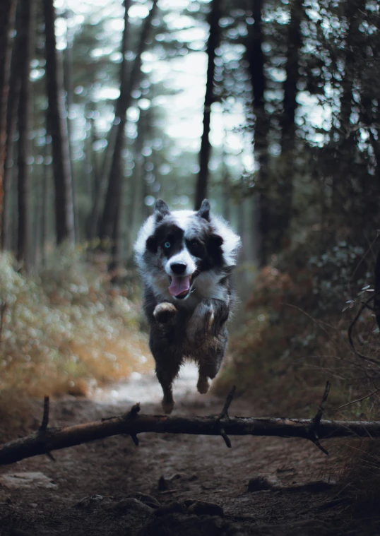 a dog is running along a forest path