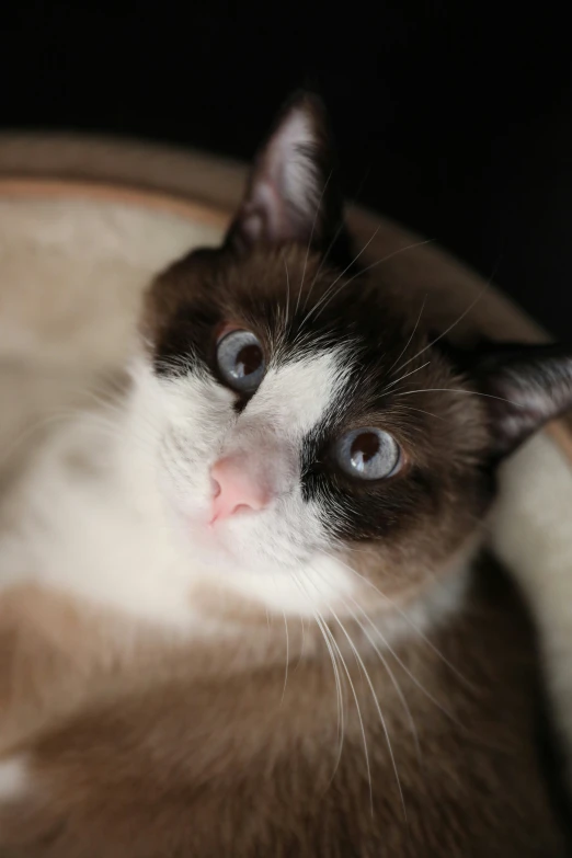 a close - up po of a cat's face looking at soing