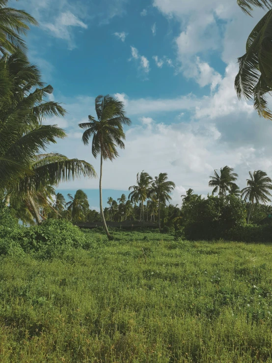 two palm trees standing in the middle of a green field