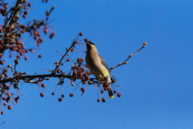 the bird is perched on the fruit nch