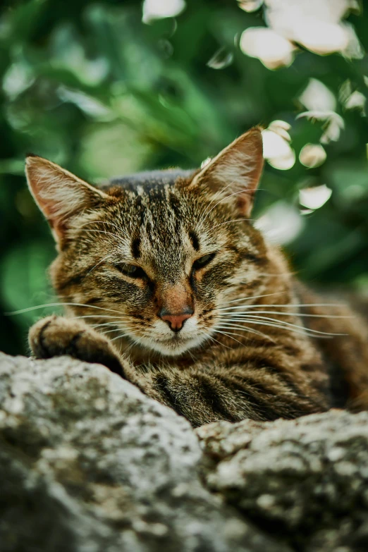 the cat is laying on top of a rock