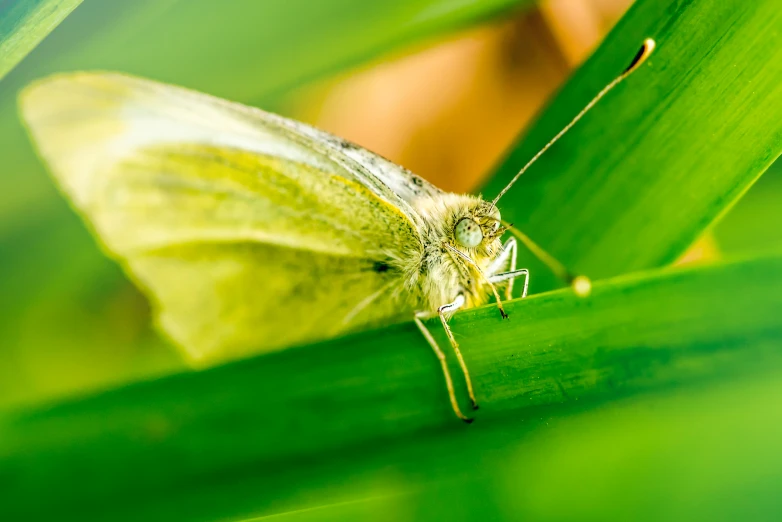 a white erfly is perched on a leaf