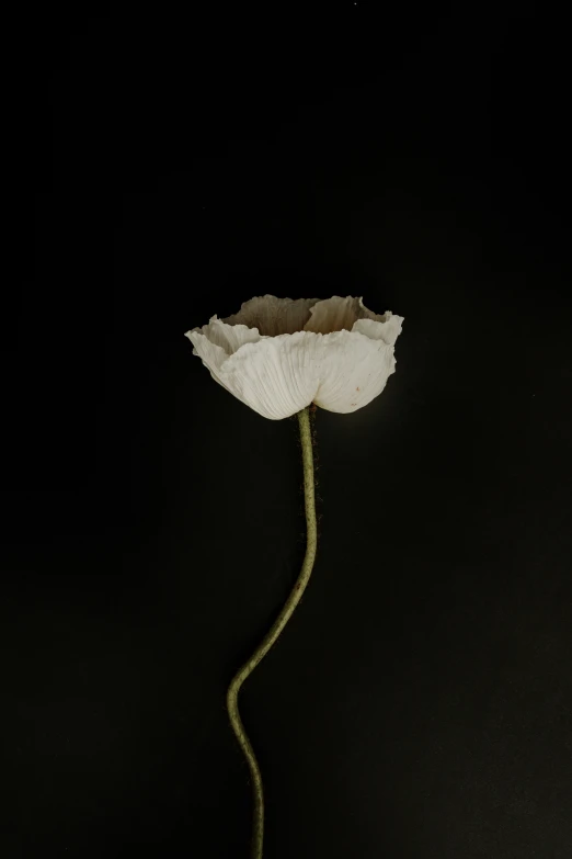 a flower in a vase on a table