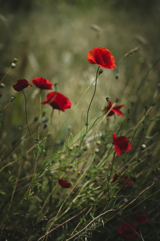 an image of red flowers in the grass