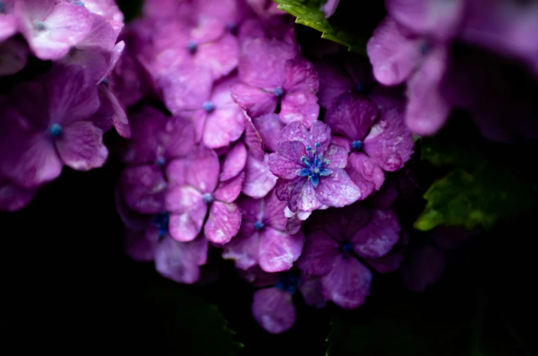 a cluster of pink flowers in full bloom