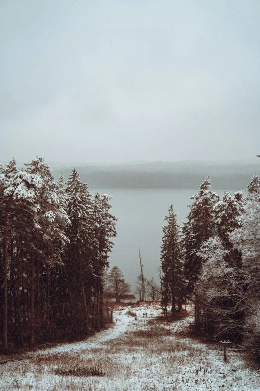 snow covered trees and snow - covered fields along a path