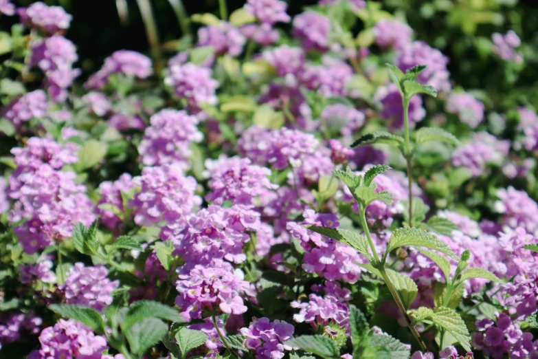 this is a plant with lots of purple flowers