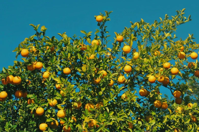 some oranges are growing on a tree