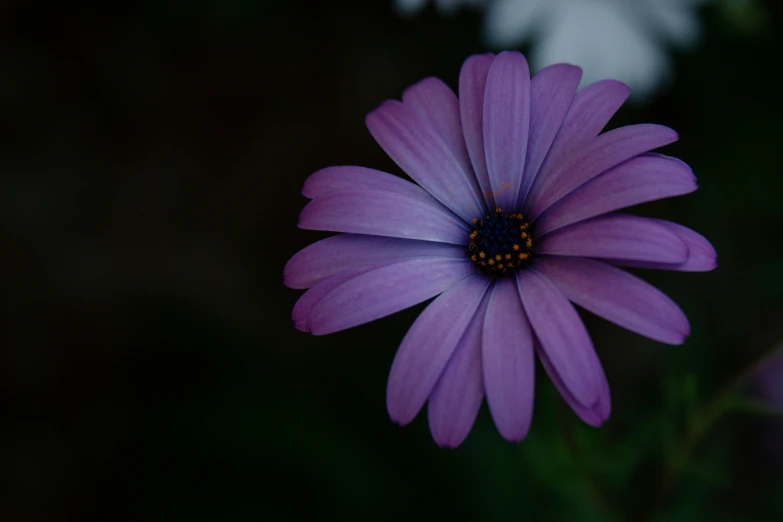 a purple flower is growing in the dark