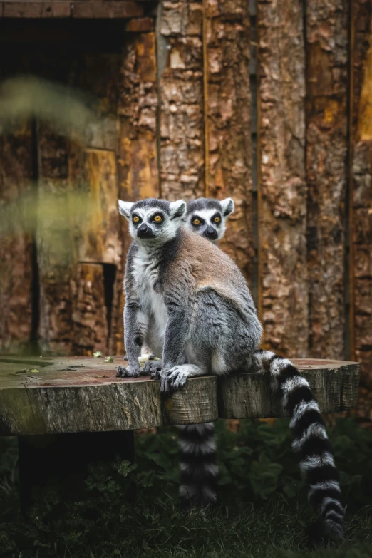 a pair of little ring - tailed lemuris perch in front of a wooden fence