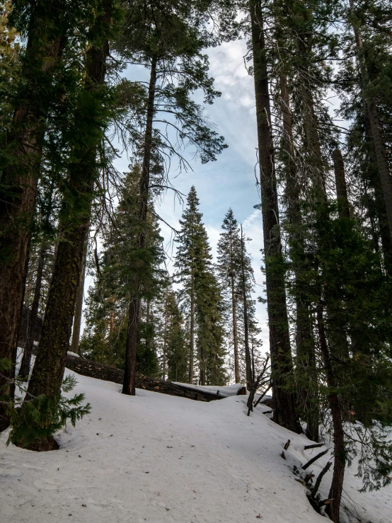 a snow covered trail between tall trees in a forest