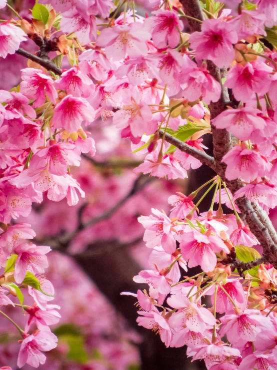 a tree that has pink flowers on it