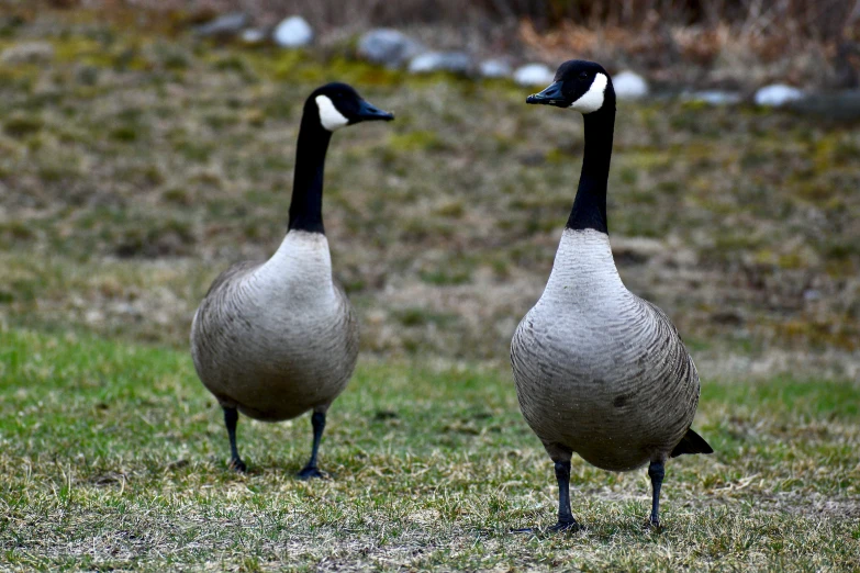 two geese standing next to each other in the grass