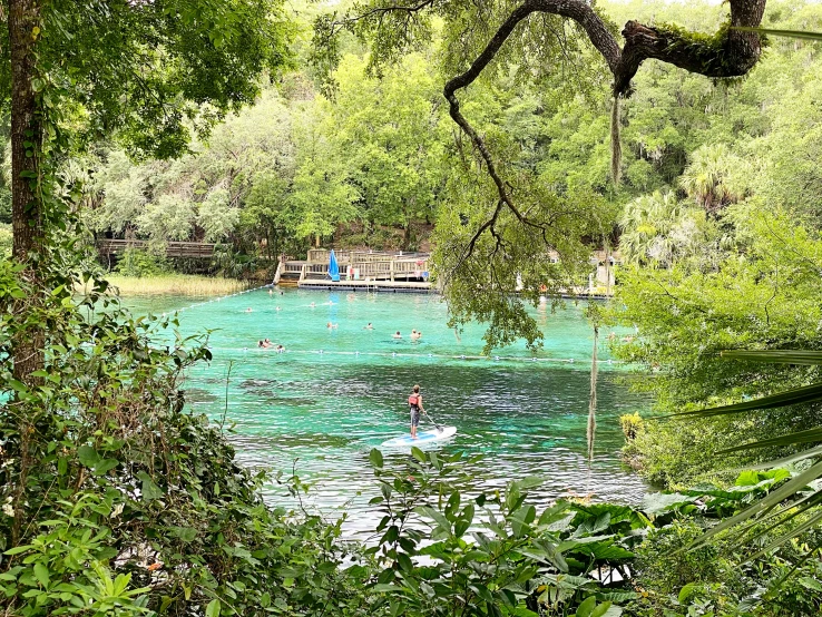 people swimming in a large green lake surrounded by trees