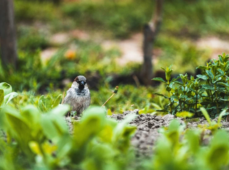 a small bird sitting among green bushes and foliage