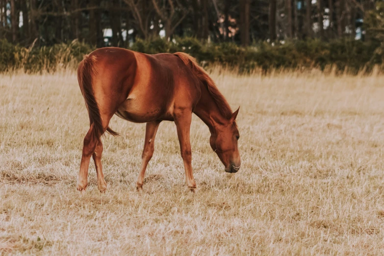 the horse is grazing in the field with dry grass