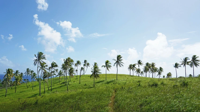 the hillside is green with palm trees and water