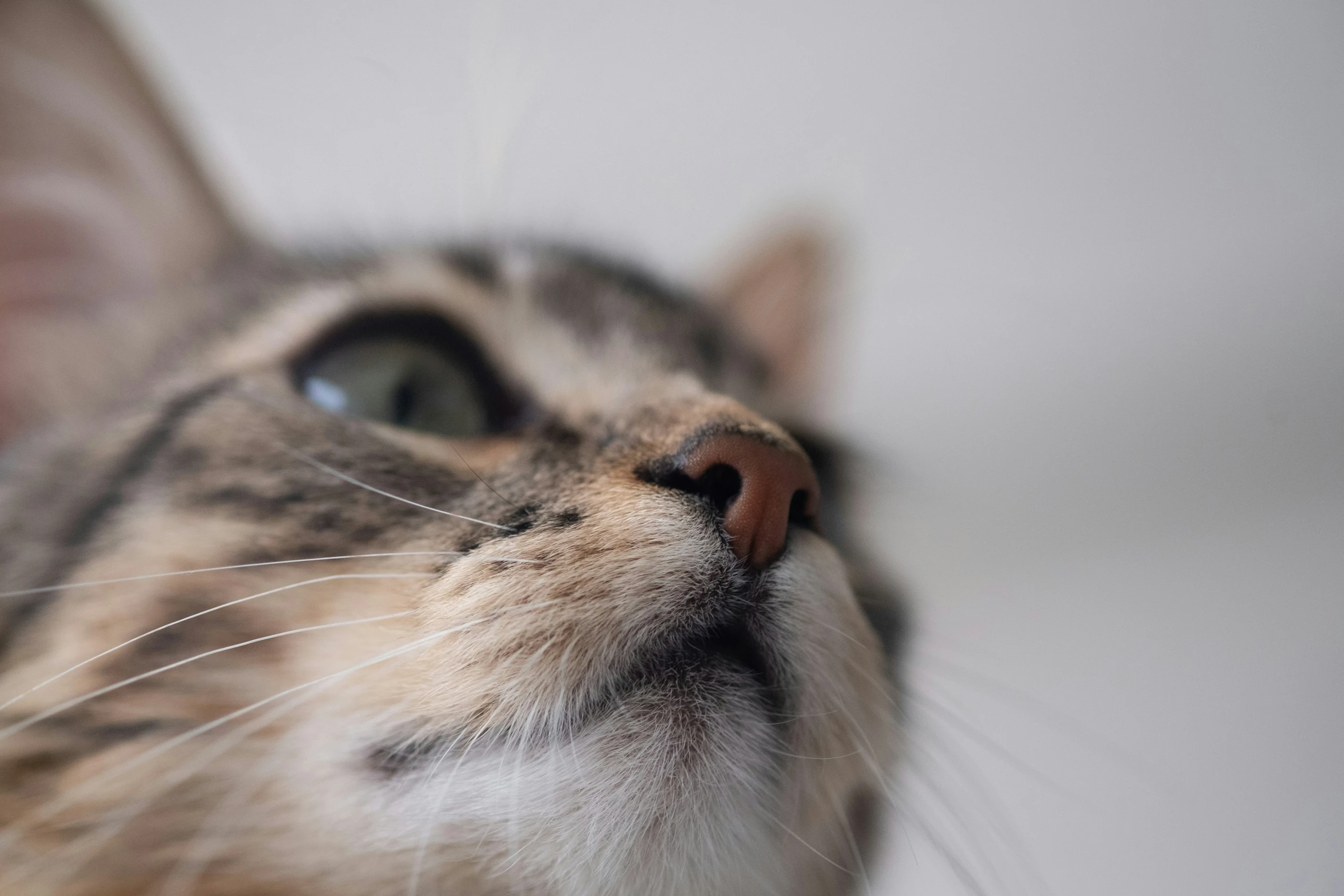 an extreme close up s of a cat's face