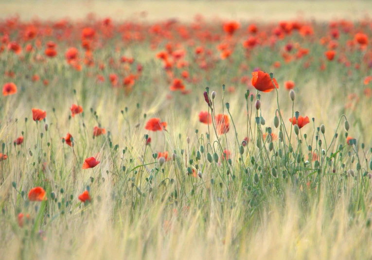 field of long grasses and flowers with bright red poppies