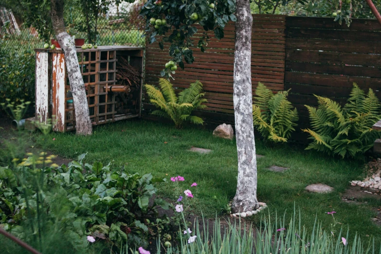 a backyard with lots of trees and rocks