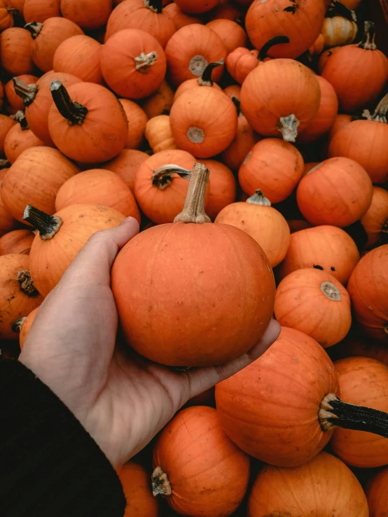 a person is holding an orange on a pile of pumpkins
