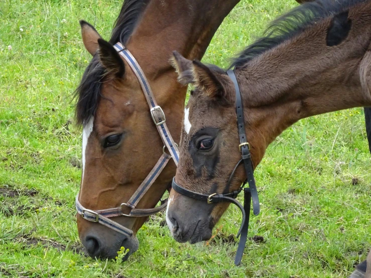 two brown horses standing on top of a green field