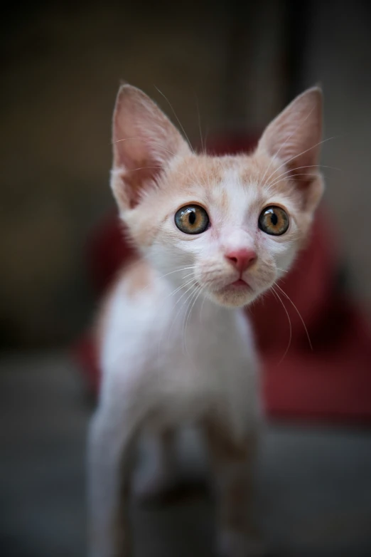 a cat looking directly into the camera with its eyes open