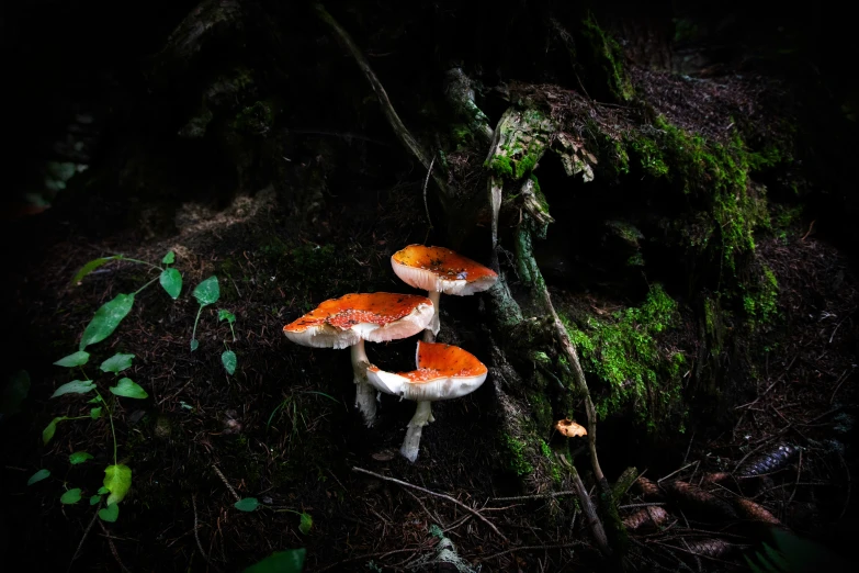 three mushrooms are growing on the forest floor
